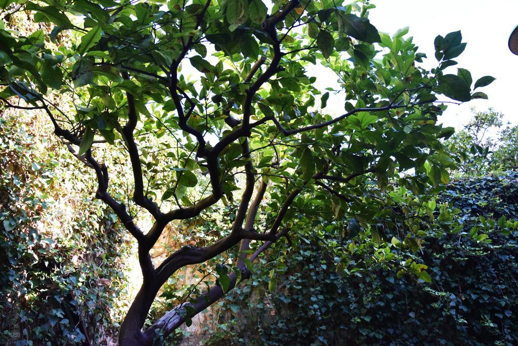 Artroom Garden Noto Luaran gambar